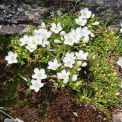 Montia australasica (White Purslane) at Namadgi National Park - 19 Nov 2022 by MatthewFrawley