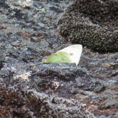 Pieris rapae (Cabbage White) at Namadgi National Park - 19 Nov 2022 by MatthewFrawley