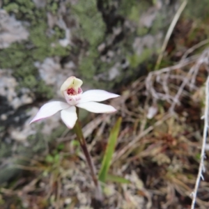 Caladenia alpina at Mount Clear, ACT - 19 Nov 2022