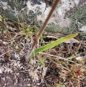 Caladenia alpina at Mount Clear, ACT - 19 Nov 2022