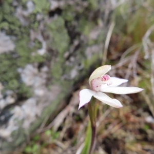 Caladenia alpina at Mount Clear, ACT - 19 Nov 2022