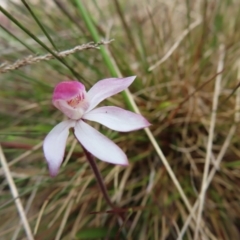 Caladenia alpina at Mount Clear, ACT - 19 Nov 2022