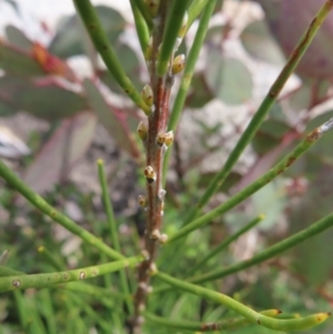 Hakea lissosperma at Mount Clear, ACT - 19 Nov 2022