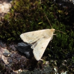 Helicoverpa (genus) (A bollworm) at Namadgi National Park - 19 Nov 2022 by MatthewFrawley