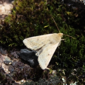 Helicoverpa (genus) at Mount Clear, ACT - 19 Nov 2022