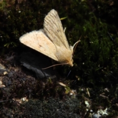 Helicoverpa (genus) at Mount Clear, ACT - 19 Nov 2022 01:42 PM