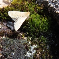 Helicoverpa (genus) at Mount Clear, ACT - 19 Nov 2022