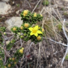 Asterolasia trymalioides (Alpine Star Bush) at Mount Clear, ACT - 19 Nov 2022 by MatthewFrawley