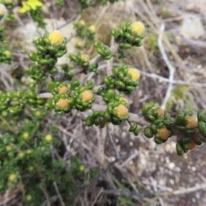 Asterolasia trymalioides at Mount Clear, ACT - 19 Nov 2022 01:44 PM