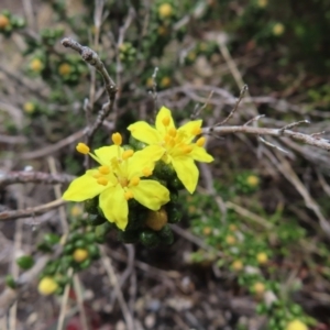 Asterolasia trymalioides at Mount Clear, ACT - 19 Nov 2022 01:44 PM