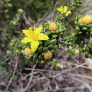 Asterolasia trymalioides at Mount Clear, ACT - 19 Nov 2022 01:44 PM