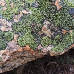 Unidentified Lichen at Mount Clear, ACT - 19 Nov 2022 by MatthewFrawley