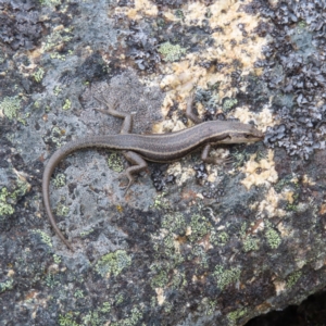 Pseudemoia spenceri at Mount Clear, ACT - 19 Nov 2022 02:07 PM