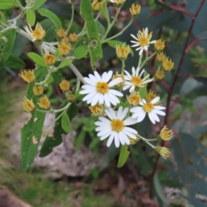 Olearia lirata at Yaouk, NSW - 19 Nov 2022 03:34 PM