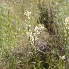 Stackhousia monogyna (Creamy Candles) at Cooma, NSW - 18 Nov 2022 by mahargiani