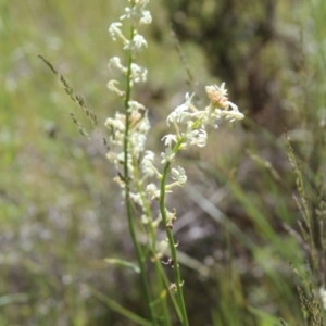 Stackhousia monogyna at Cooma, NSW - 18 Nov 2022 01:39 PM