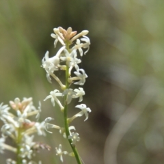 Stackhousia monogyna at Cooma, NSW - 18 Nov 2022 01:39 PM