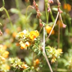 Pultenaea procumbens (Bush Pea) at Cooma North Ridge Reserve - 18 Nov 2022 by mahargiani