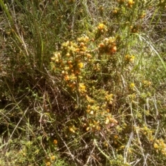 Pultenaea procumbens at Cooma, NSW - 18 Nov 2022 01:55 PM