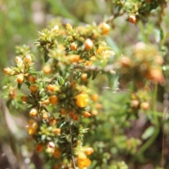 Pultenaea procumbens at Cooma, NSW - 18 Nov 2022 01:55 PM