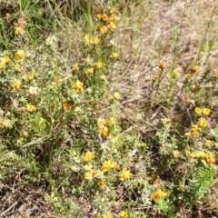 Pultenaea procumbens (Bush Pea) at Cooma North Ridge Reserve - 18 Nov 2022 by mahargiani