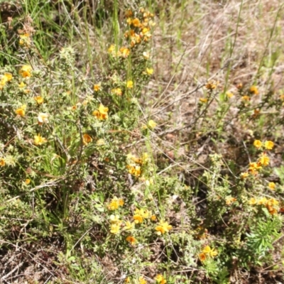 Pultenaea procumbens (Bush Pea) at Cooma, NSW - 18 Nov 2022 by mahargiani