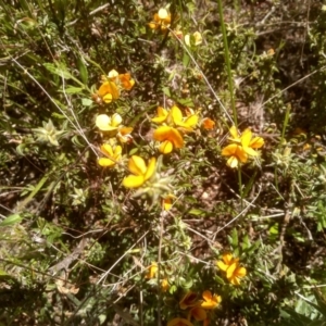 Pultenaea procumbens at Cooma, NSW - 18 Nov 2022 02:04 PM