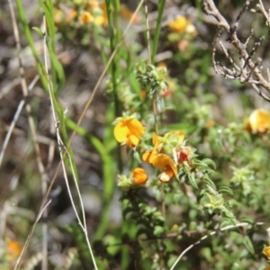 Pultenaea procumbens at Cooma, NSW - 18 Nov 2022 02:04 PM