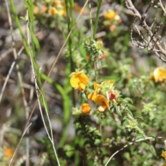 Pultenaea procumbens at Cooma, NSW - 18 Nov 2022