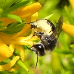 Leioproctus sp. (genus) (Plaster bee) at Wingecarribee Local Government Area - 19 Nov 2022 by Curiosity