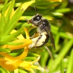 Leioproctus sp. (genus) at Braemar, NSW - 19 Nov 2022