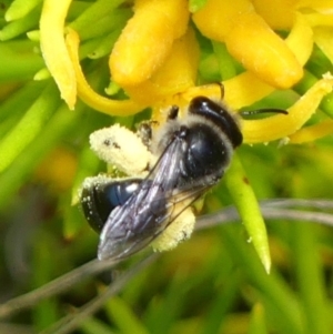 Leioproctus sp. (genus) at Braemar, NSW - 19 Nov 2022