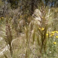 Austrostipa densiflora (Foxtail Speargrass) at Cooma North Ridge Reserve - 18 Nov 2022 by mahargiani