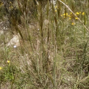 Austrostipa densiflora at Cooma, NSW - 18 Nov 2022