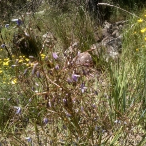 Dianella revoluta var. revoluta at Cooma, NSW - 18 Nov 2022