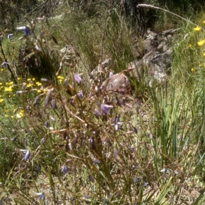 Dianella revoluta var. revoluta (Black-Anther Flax Lily) at Cooma North Ridge Reserve - 18 Nov 2022 by mahargiani