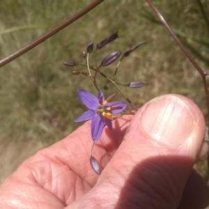 Dianella revoluta var. revoluta at Cooma, NSW - 18 Nov 2022 01:19 PM