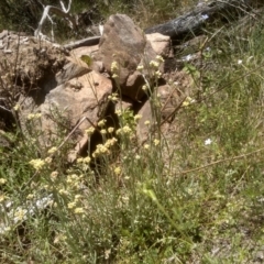 Pseudognaphalium luteoalbum (Jersey Cudweed) at Cooma North Ridge Reserve - 18 Nov 2022 by mahargiani