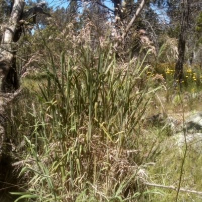 Holcus lanatus (Yorkshire Fog) at Cooma North Ridge Reserve - 18 Nov 2022 by mahargiani