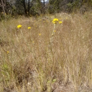 Chrysocephalum apiculatum at Cooma, NSW - 18 Nov 2022 03:13 PM