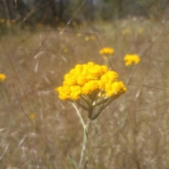 Chrysocephalum apiculatum at Cooma, NSW - 18 Nov 2022