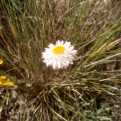 Leucochrysum albicans subsp. tricolor (Hoary Sunray) at Cooma North Ridge Reserve - 18 Nov 2022 by mahargiani