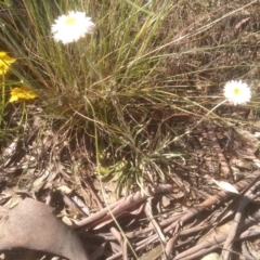 Leucochrysum albicans subsp. tricolor at Cooma, NSW - 18 Nov 2022