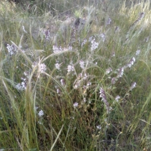 Silene gallica at Cooma, NSW - 19 Nov 2022