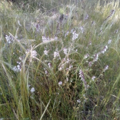 Silene gallica (French Catchfly) at Cooma North Ridge Reserve - 18 Nov 2022 by mahargiani