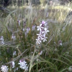 Silene gallica at Cooma, NSW - 19 Nov 2022