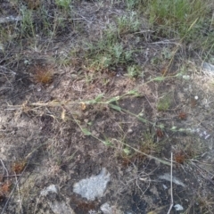 Silene gallica at Cooma, NSW - 19 Nov 2022