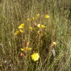 Oenothera stricta subsp. stricta (Common Evening Primrose) at Cooma North Ridge Reserve - 18 Nov 2022 by mahargiani