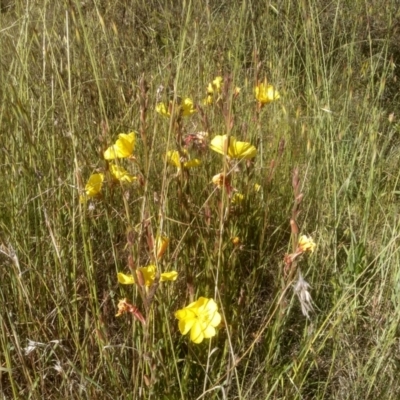 Oenothera stricta subsp. stricta (Common Evening Primrose) at Cooma, NSW - 19 Nov 2022 by mahargiani