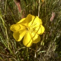 Oenothera stricta subsp. stricta at Cooma, NSW - 19 Nov 2022 09:05 AM